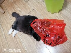 -纳吉亚猫专科动物诊疗中心(蒋宅口分院)