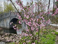 -合肥滨湖国家森林公园