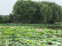 -东郊湿地公园