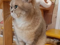 -Let's go狗咖·猫咖·奶狗·桌游(春熙路IFS店)