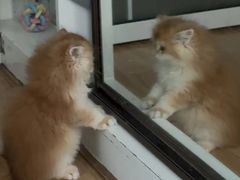 -lincat·猫舍(广州店)