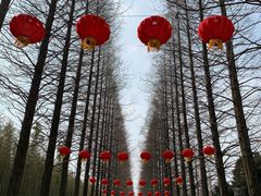 -黄海国家森林公园