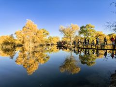 -金塔沙漠胡杨林景区