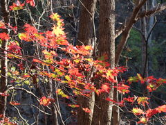 -关门山森林公园