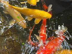 -周大娘牛乳(旧寨古村总店)