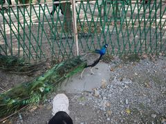 -苏州太湖西山岛开心农场