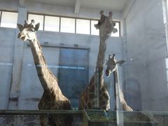 android_upload_pic-石家庄市动物园