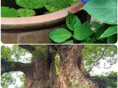 -杨家堂村