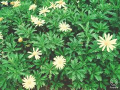 -星巴克(成都科学城店)