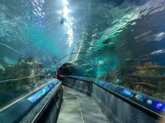 -上海海洋水族馆