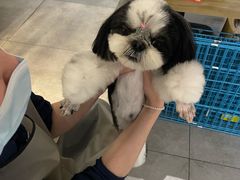 -帕帕拉兹宠物(亚洲旗舰店)