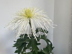 -杭州植物园