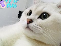 -洪霞餐馆