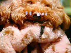 -菲尔斯特宠物医院