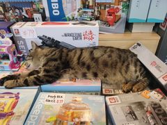 -猫的天空之城概念书店(丽江古城饮玉巷店)