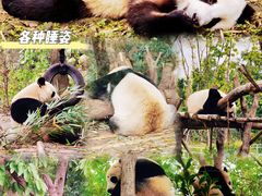 -成都大熊猫繁育研究基地