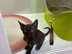 -青奢宠物·青奢猫舍