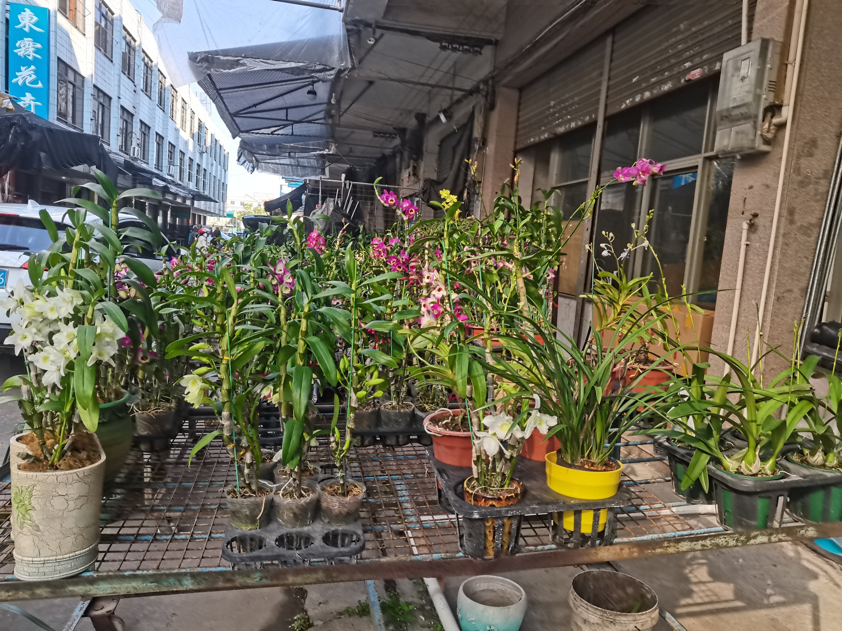 今年的陈村兰花园场地虽然小些,但兰花品种