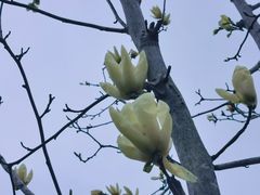 -瑶湖郊野森林公园