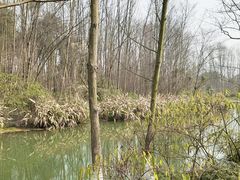 -桤木河湿地公园