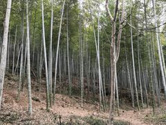 -上海佘山国家森林公园天马山园