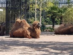 -阿提斯皇家动物园