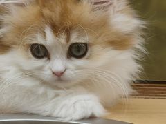 -帕帕拉兹宠物(亚洲旗舰店)