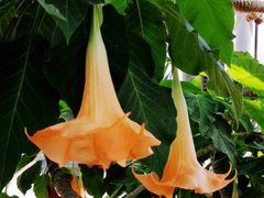 -北京植物园-展览温室