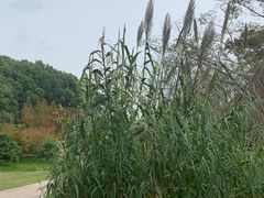 -昆山城市生态森林公园