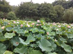 -荆川公园