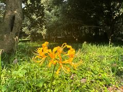 -杭州植物园