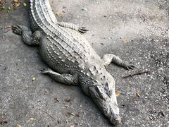 -广州长隆飞鸟乐园