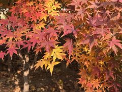 -大兴滨河森林公园
