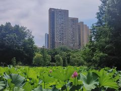 -沐仙湖湿地公园