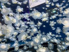 -太平洋海底世界