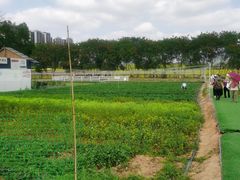 -光明小镇欢乐田园