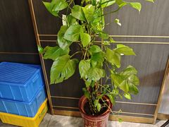 -刘胖子家常菜·蹄花焖藕(富安街店)