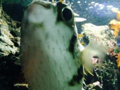 -凯莉-塔尔敦海洋生物水族馆