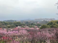 -无锡梅园公园