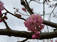 -顾村公园