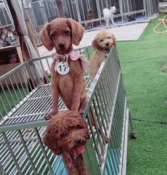 -萌宠亲子动物乐园(槐房万达店)