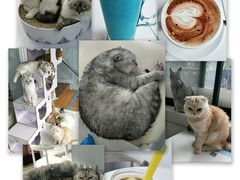 -喵的天空名猫咖啡馆·撸猫·猫舍·用品