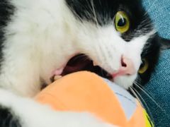 -芭比堂动物医院广州顽皮分院