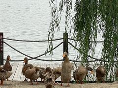 -野鸭湖国家湿地公园