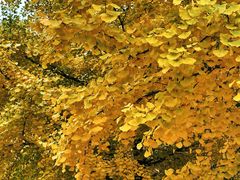 -辽宁大学(崇山校区)