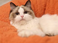 -lincat·猫舍(广州店)