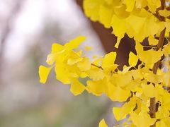 -三里屯东五街银杏大道