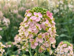 -中国天府农业博览园