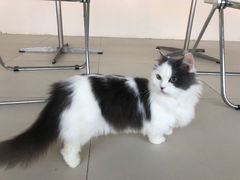 -怪兽屋·羊驼·猫咖·狗咖(俊华广场店)