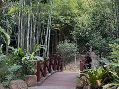 -深圳仙湖植物园